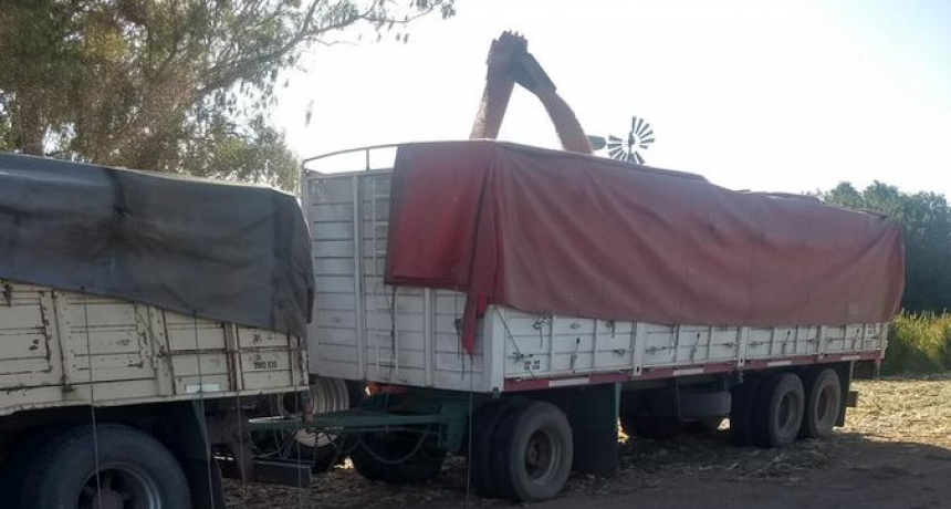 Cómo funciona la Carta de Porte Electrónica que será obligatoria para traslado de granos