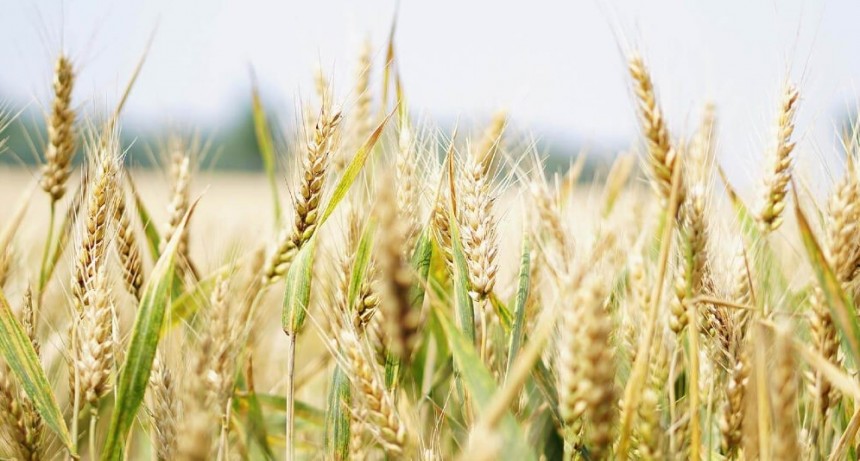 Alertan que el precio internacional del trigo podría subir más de 50% por la guerra
