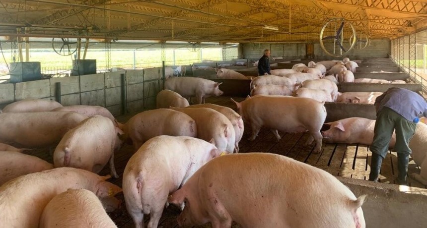 El cerdo suma una Federación nacional para seguir engordando el negocio