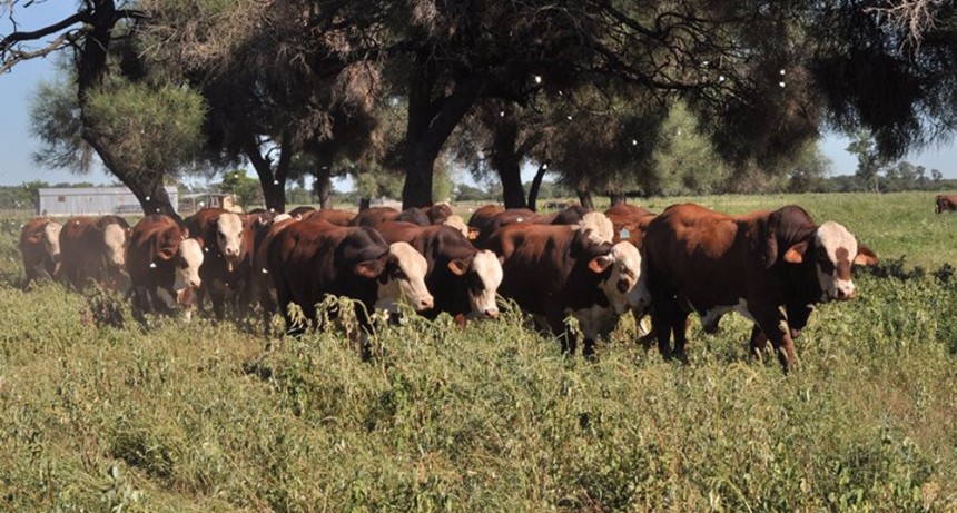 Con más sanidad, Buenos Aires busca producir 870.000 terneros más en los próximos tres años