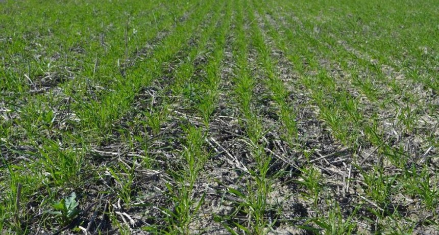 En reversa: el trigo ya perdió un millón de hectáreas y la cosecha caería en 800.000 toneladas