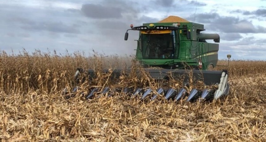 La cosecha de maíz sorprende en su tramo final con números que “parecían imposibles”