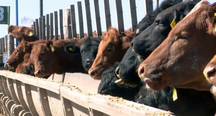 Claves productivas para que los ganaderos sumen más kilos al gancho