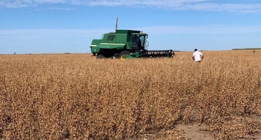 Soja: la incertidumbre cambiaria hizo caer el ritmo de ventas de los productores
