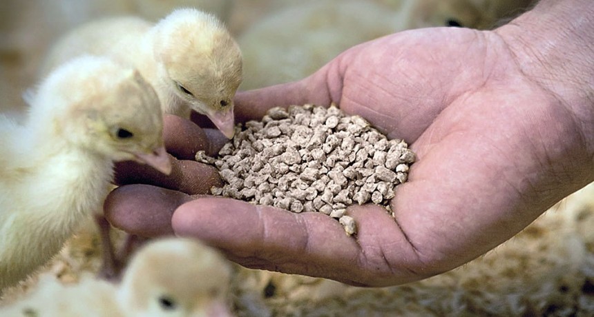 Alimentos balanceados: si no se liberan importaciones, en 45 días podría haber faltantes