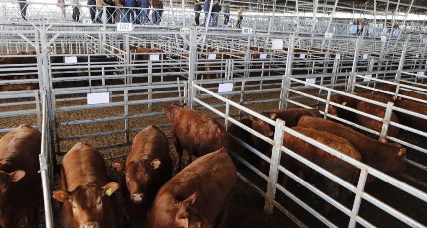 Concurso de Novillos y block test: la Rural eligió a sus primeros campeones