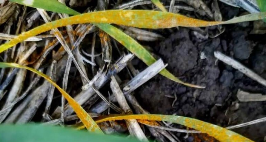 Comenzó la temporada de enfermedades: ¿cuáles son las que más están afectando en cada región?