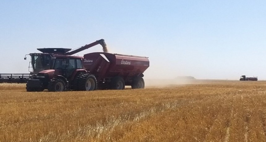 Los costos de la campaña 2022/23: es más caro producir trigo, mientras soja y girasol corren con ventaja