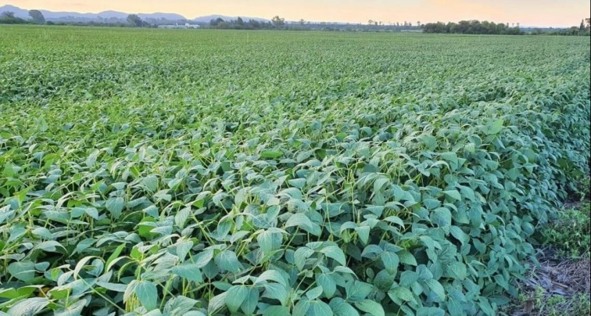 Cosecha 2021/22: ¿cuáles fueron los cultivares de soja que mejor rindieron en cada zona?