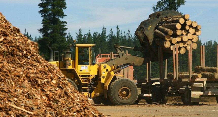 El plan estratégico 2030 del sector forestal: U$S 2.500 M en exportaciones y 180.000 empleos más