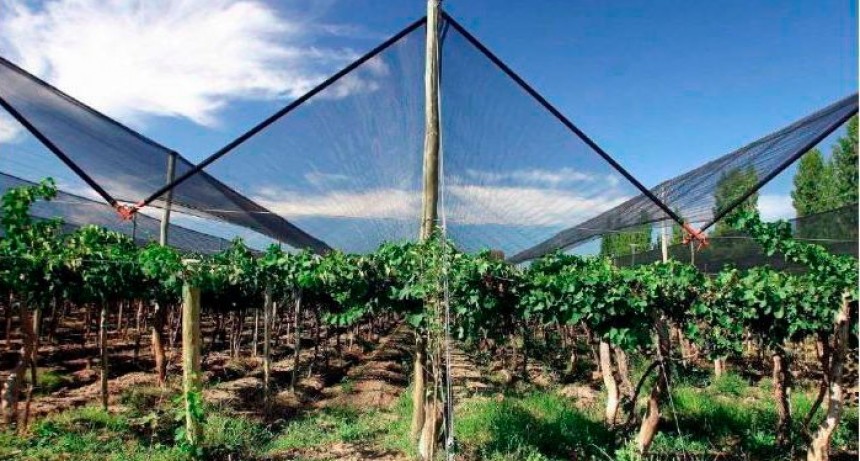 Agricultura “circular”: en Mendoza, las mallas antigranizo se convierten en materiales de construcción