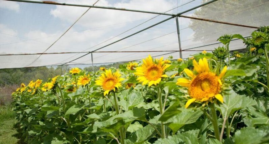 Investigan cómo maximizar la fotosíntesis del girasol para elevar su rendimiento