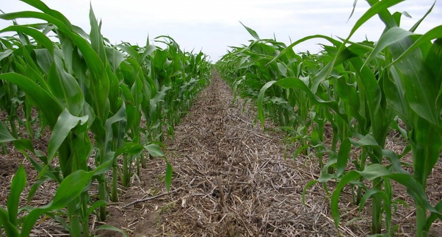 Maíz 2023/24: siembras tempranas y mayores densidades, claves para subir al techo con El Niño