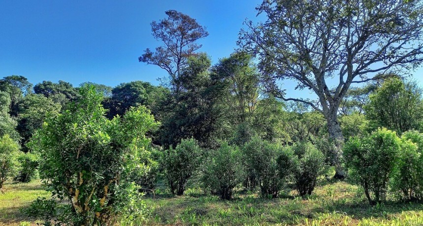 Se aprobó la certificación de la primera yerba mate orgánica “amiga de las aves”