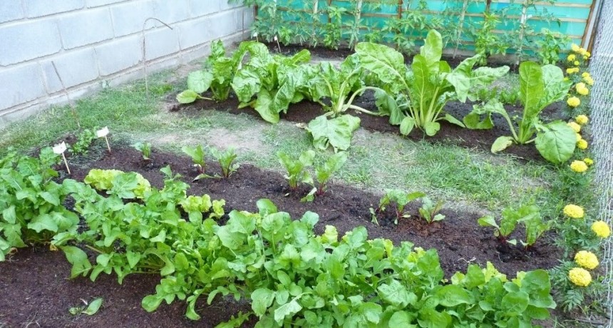 Julio, todavía fecha óptima para la huerta: qué cultivos y aromáticas se pueden sembrar en invierno