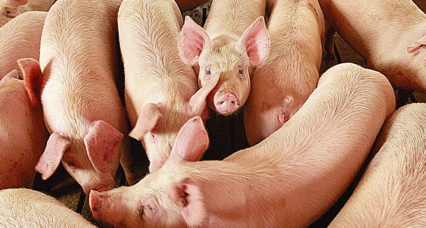 El cerdo ya venía perdiendo rentabilidad y el “dólar maíz” es un golpe de nocaut