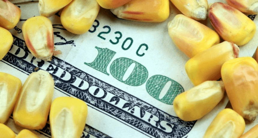 Ya es oficial: el maíz y la cebada cervecera se suman al “dólar agro”
