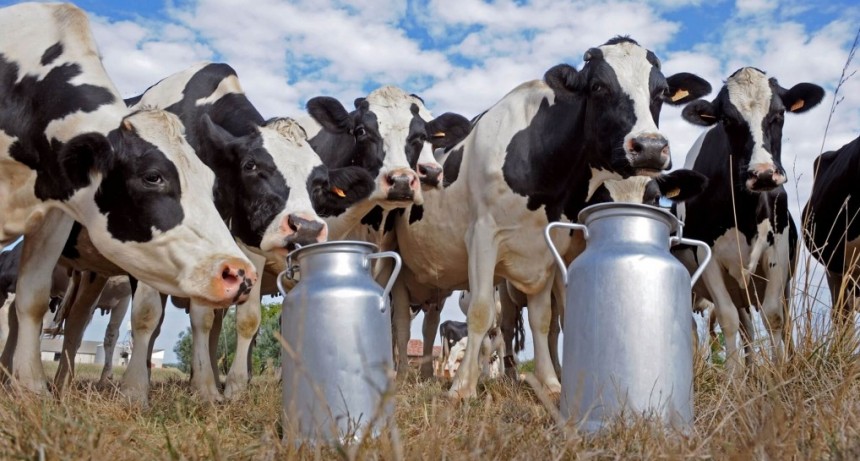 Con algunas alertas, anticipan un segundo semestre con mayor producción de leche