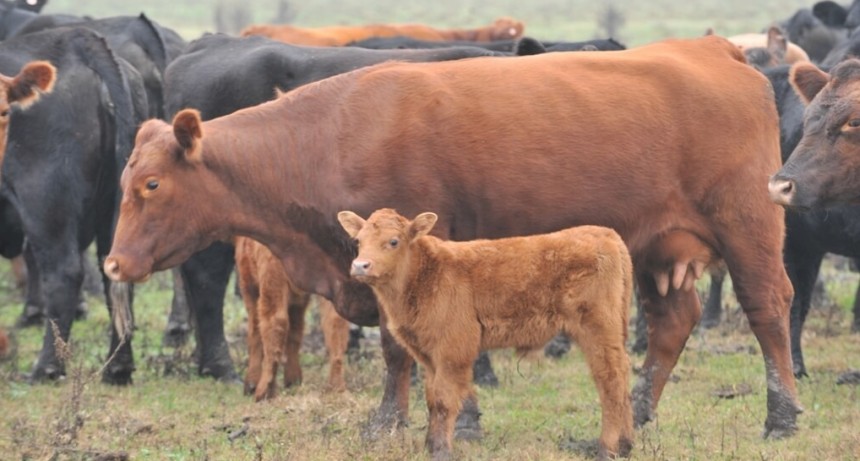 Con precios que no terminaron de afirmarse, en el primer semestre creció la retención de terneros