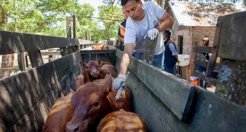 En un congreso ganadero, se reactivó el debate sobre la fiebre aftosa: “Es impensable dejar de vacunar”
