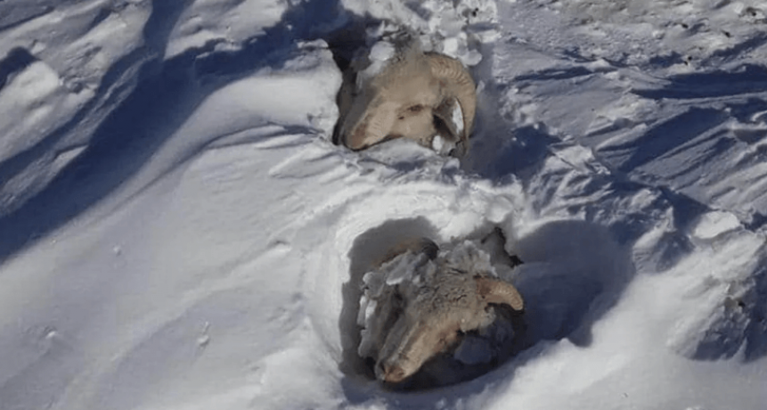 Criadores de ovinos de la Patagonia temen grandes pérdidas y ya hablan de planificar un repoblamiento