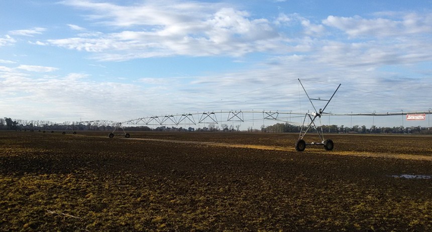 El riego, ¿es para todos?: cuáles son los cultivos de invierno que más “jugo” le sacan al agua