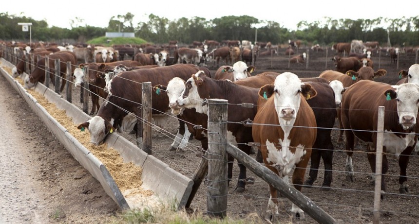 Con la invernada que no despega, los feedlots se hicieron el “veranito” y exhiben números récord