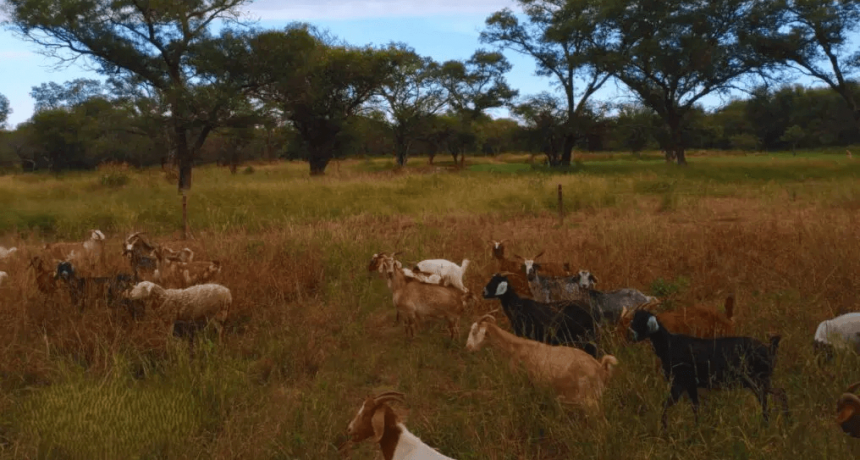 Fertilizantes org&aacute;nicos: estudian el uso de guano de cabra y de pollo para mejorar la producci&oacute;n forrajera