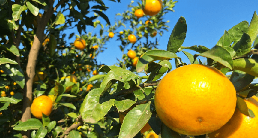 Con el &ldquo;efecto telara&ntilde;a&rdquo; de trasfondo, las econom&iacute;as regionales siguen atrapadas en la crisis