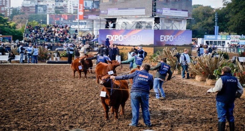 Con más de 1.000 animales, la genética bovina se prepara para jugar sus campeonatos en Palermo