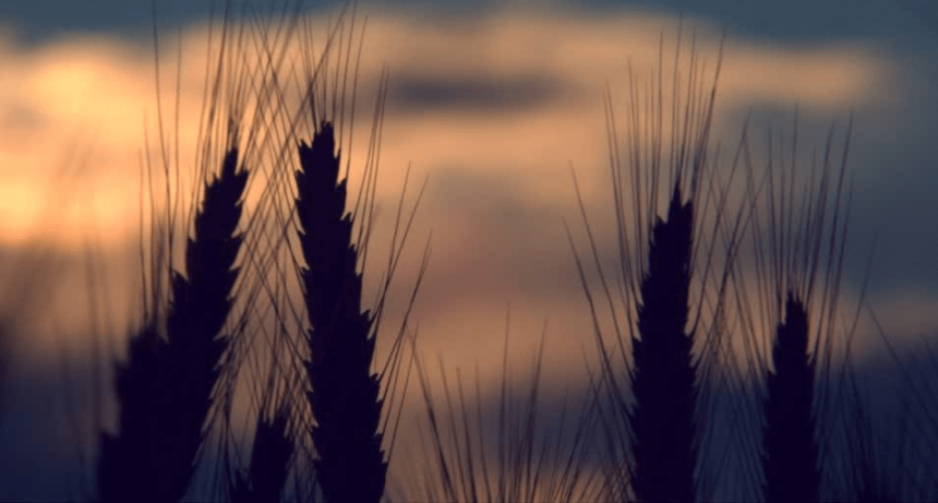 Ola polar: el invierno más frío en 40 años ya genera daños por heladas en el trigo