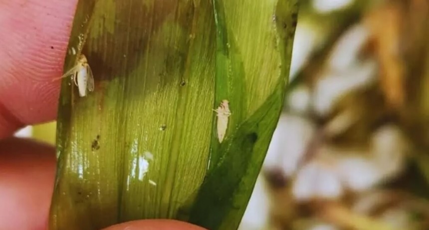 El maíz le agradece al frío, que ayudó a reducir la temible población de la chicharrita