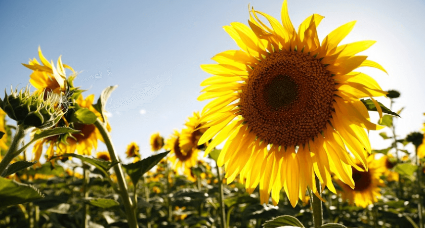 El girasol se alista para la siembra 2024/25 con la misma superficie que el a&ntilde;o pasado