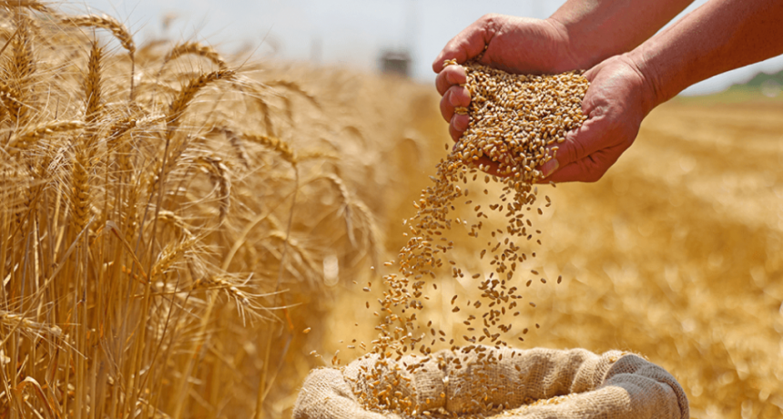 En el primer semestre, las exportaciones del agro generaron casi U$S 4.000 millones más que en 2023