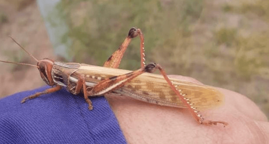 Las langostas están difíciles de controlar y obligaron al Senasa a declarar la emergencia nacional