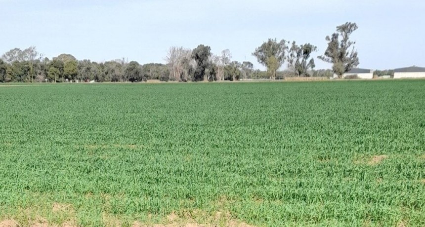 Volvió el frío y el trigo está en zona de riesgo: “El problema de fondo es que no llueve”