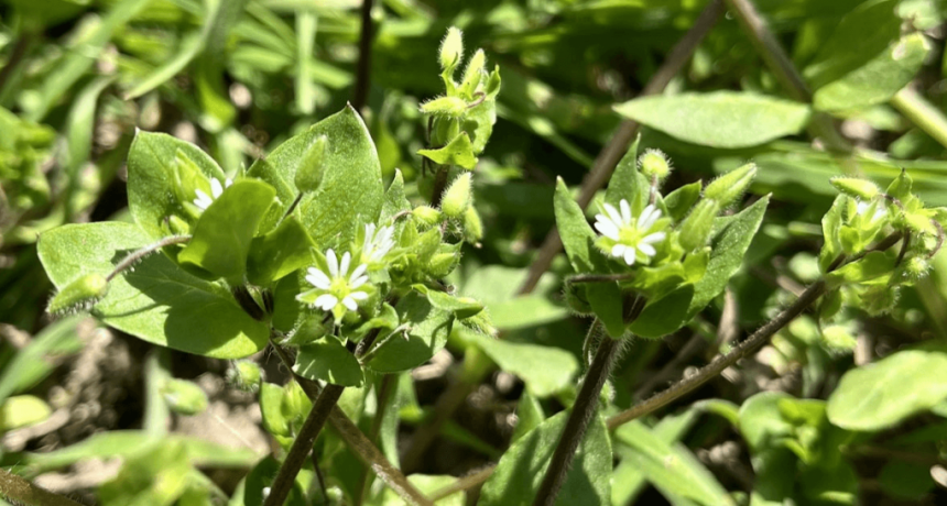Un proyecto global que desafía paradigmas: ¿hay malezas que pueden potenciar los rindes?
