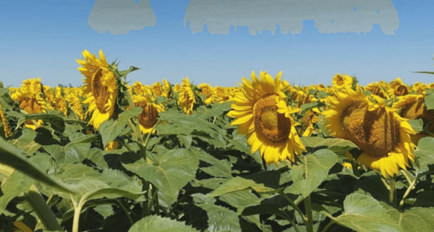 “Una campaña que da un respiro”: en Córdoba celebran una cosecha gruesa con altos rindes