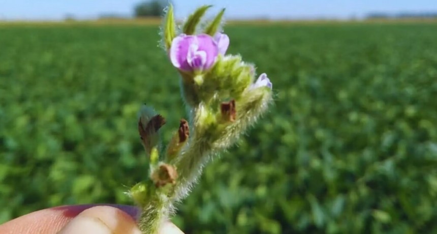 El poder de la polinización: un estudio científico comprobó cómo las abejas elevan los rindes de la soja