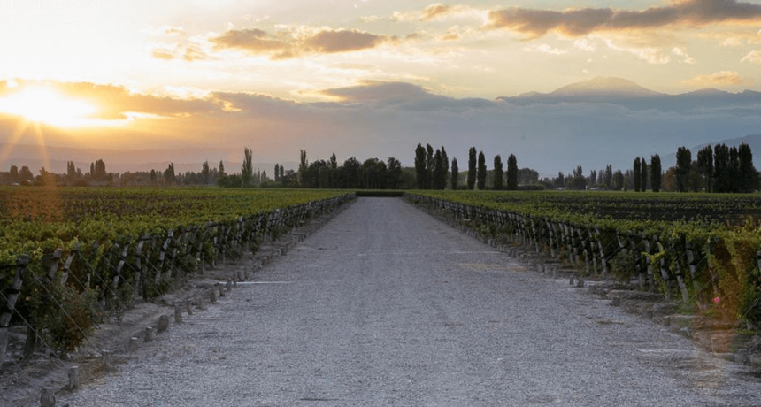 Vinos DOC: entre la renovación y el rescate patrimonial de la vitivinicultura argentina