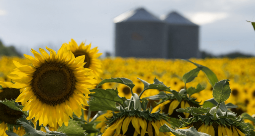 “Un escenario competitivo y atractivo”: el girasol va por otro fuerte aumento de la siembra
