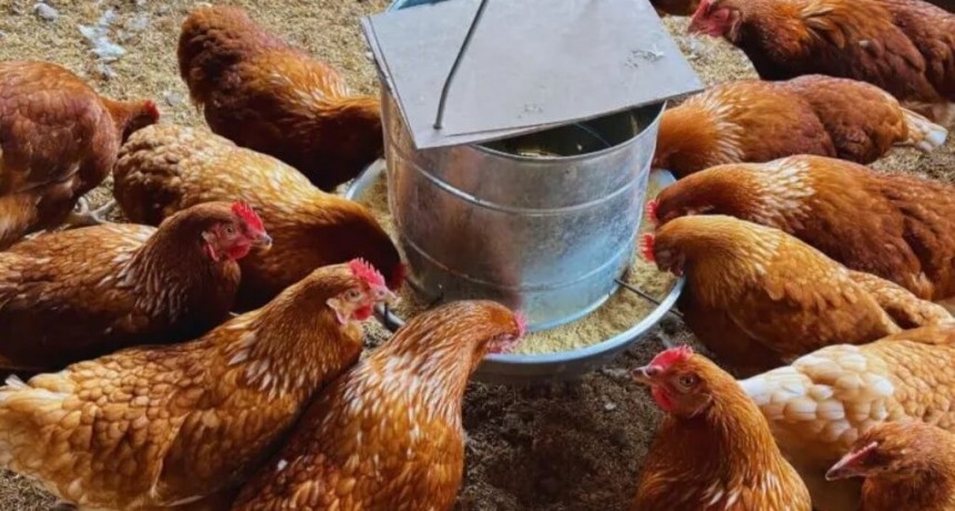 Gallinas “felices”: con buenas prácticas, la postura de huevos aumentó de 76% a 88% en Chaco