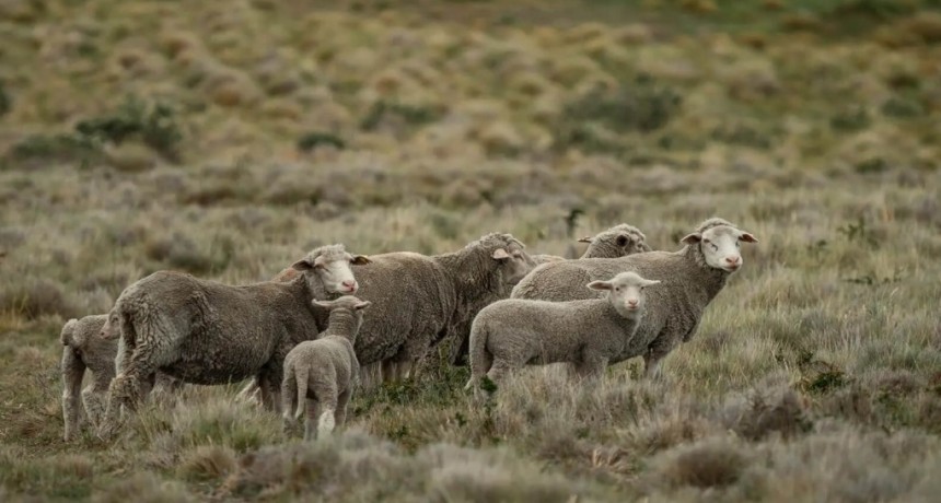 Bovinos, porcinos y ovinos: las carnes aceleran en el semáforo de las economías regionales