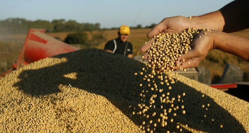 La calidad de la soja argentina en su momento más crítico
