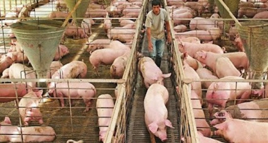 La Rioja: invierten 200 millones de pesos en una firma estatal de ganado porcino
