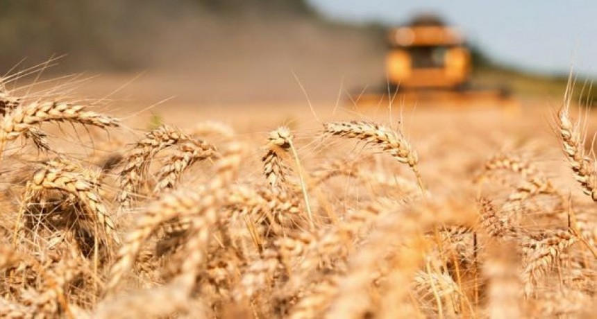 Alarma trigo: la falta de humedad ya presiona sobre los rendimientos