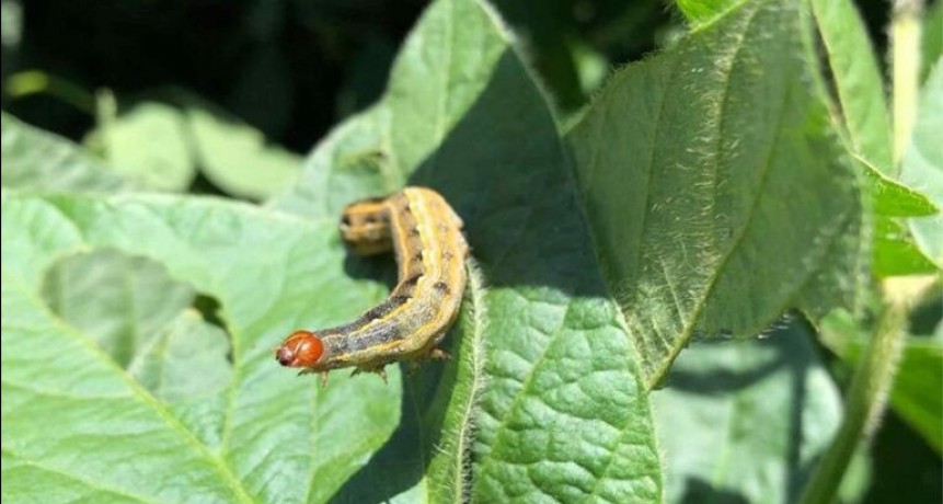 Tres opciones para que las orugas no les hagan un corte a los rindes