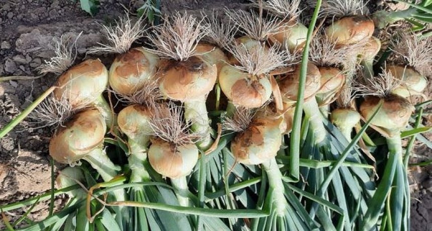 La cebolla dulce, otro producto argentino con oportunidades en el supermercado global
