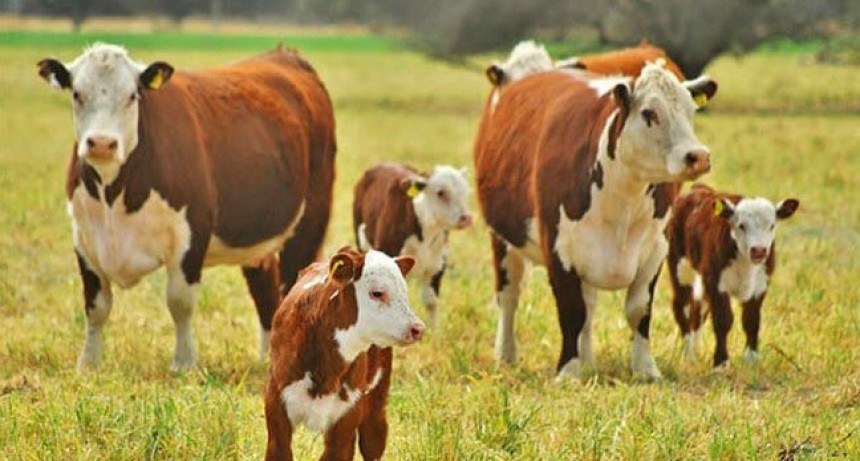  El repunte en el valor de los terneros impulsa la reposición de vientres