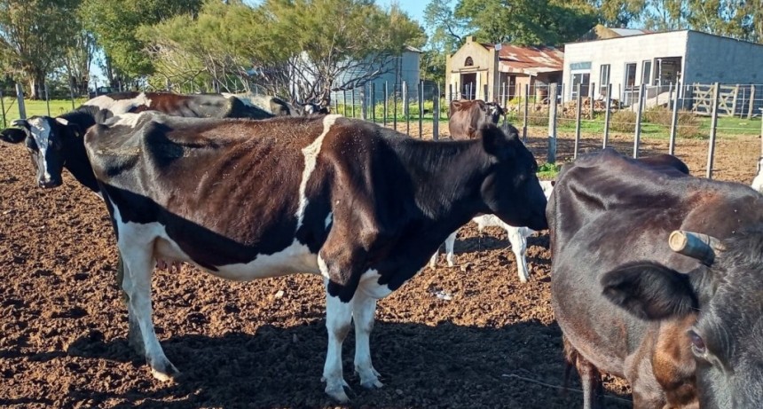 Agregan valor desde 50 hectáreas: producen leche y quesos, que venden a puerta de tambo